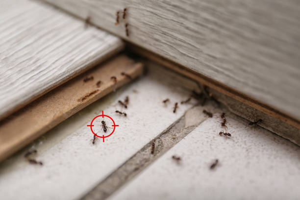 Best Best Pest Control Companies  in Twin Falls, ID